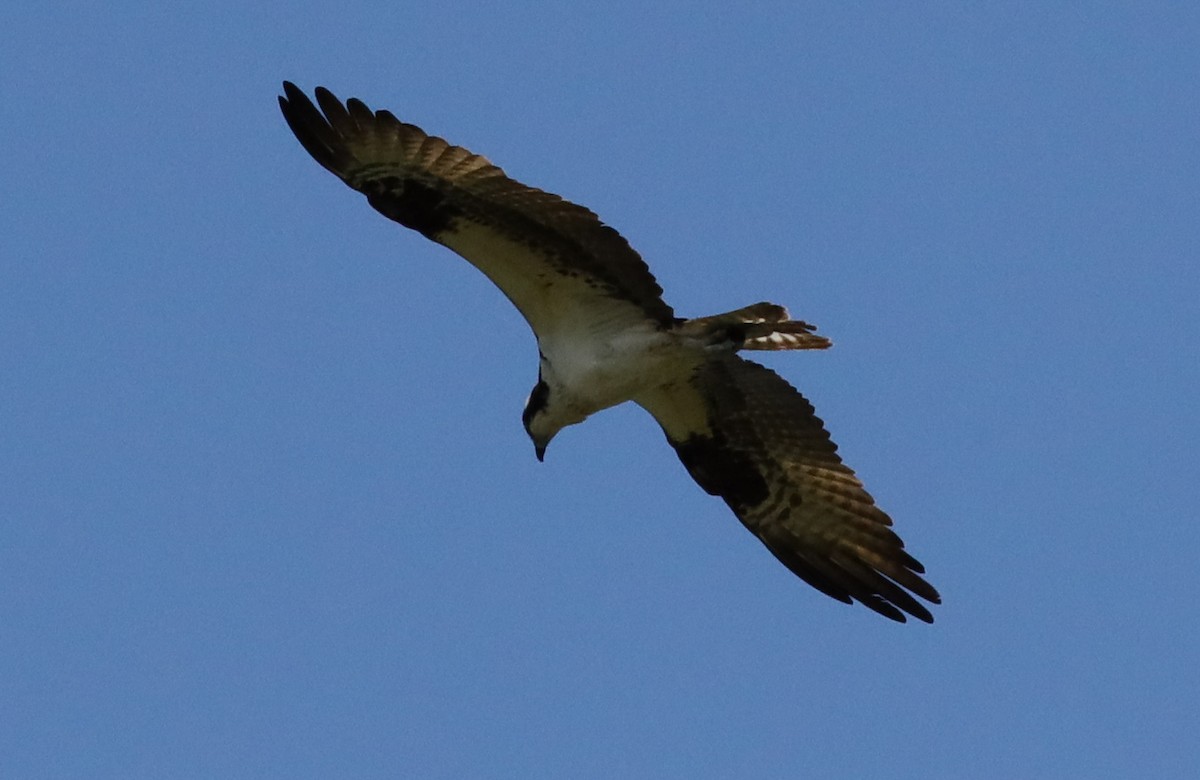 Osprey - ML578520851