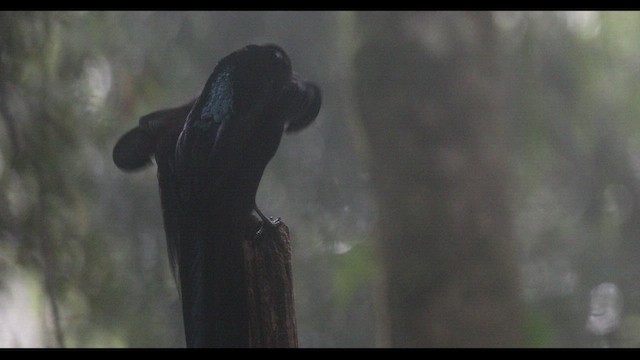 Black Sicklebill - ML578521211