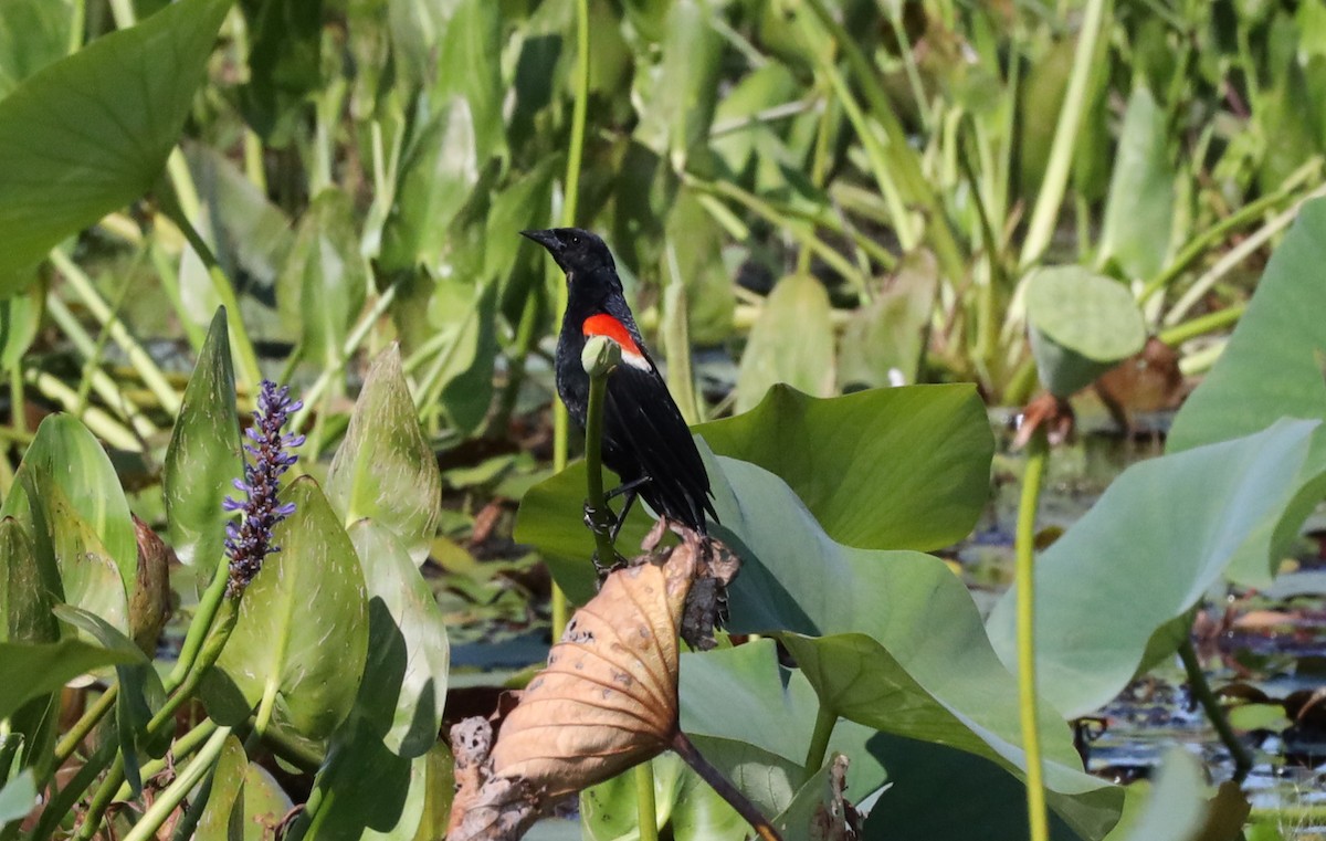 Red-winged Blackbird - ML578521241