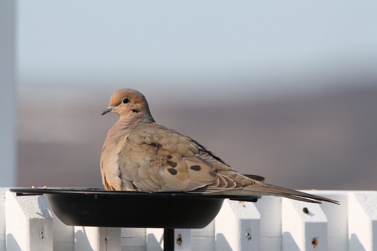 Mourning Dove - ML578521401