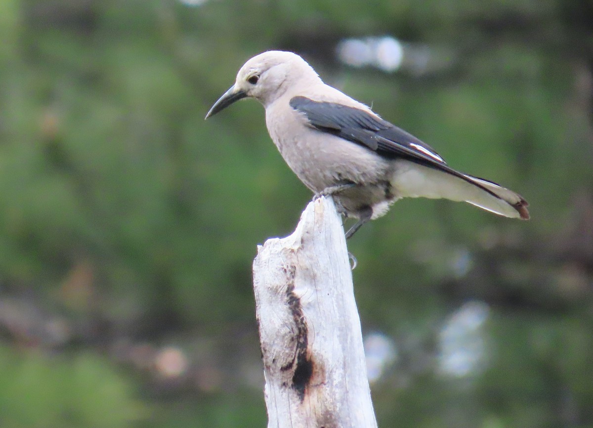 Clark's Nutcracker - ML578524141