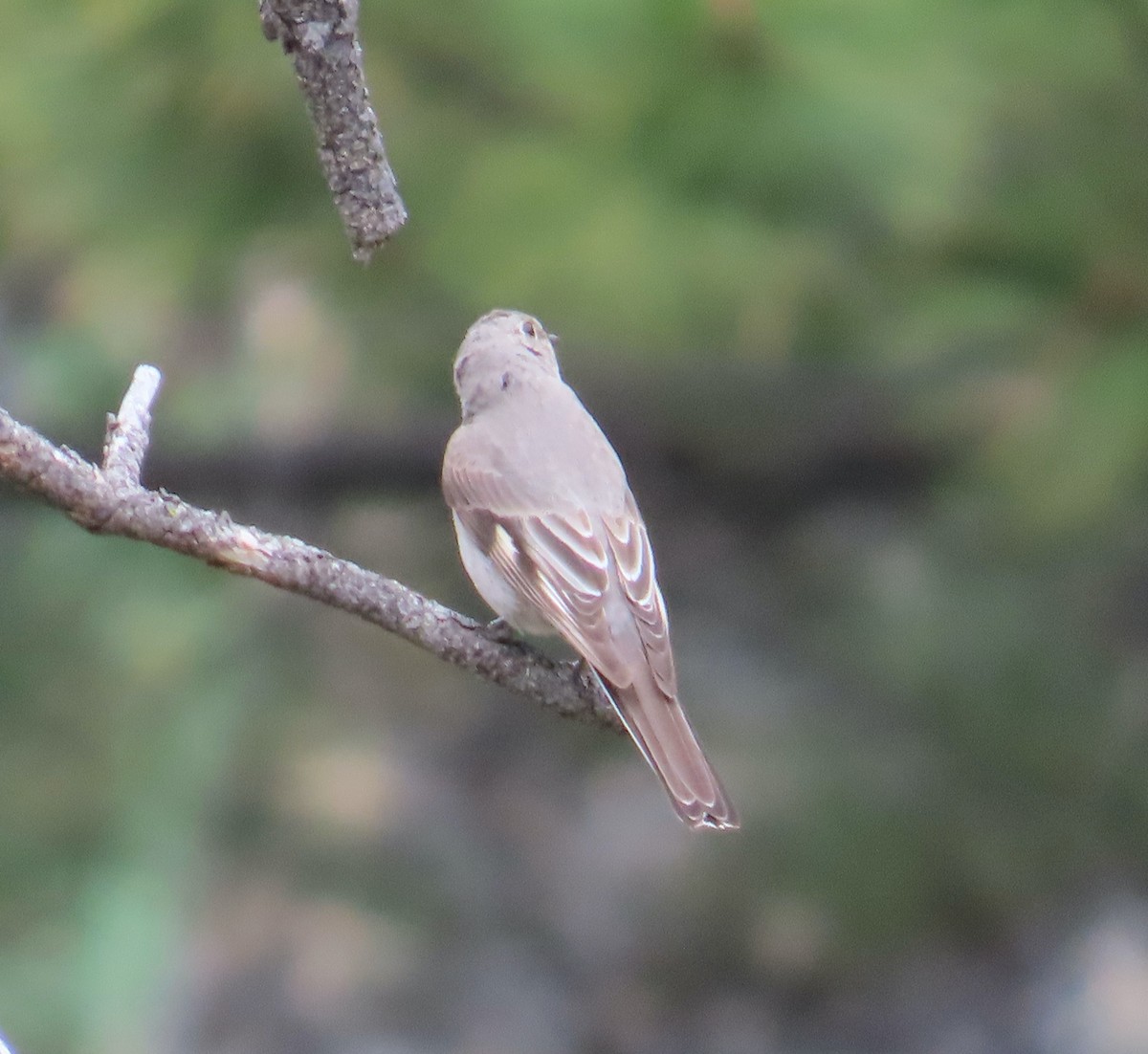 Townsend's Solitaire - ML578524221