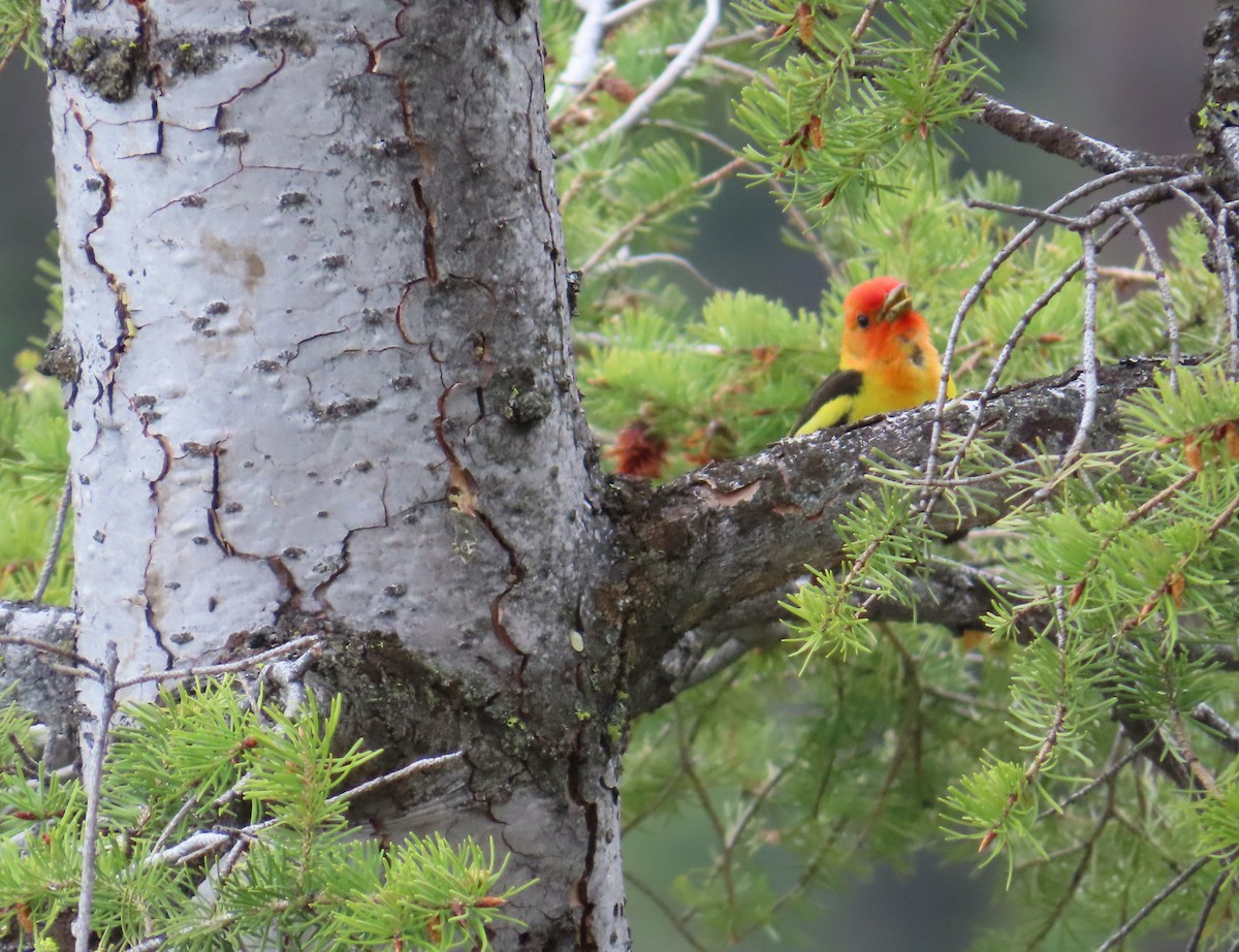 Western Tanager - ML578524311