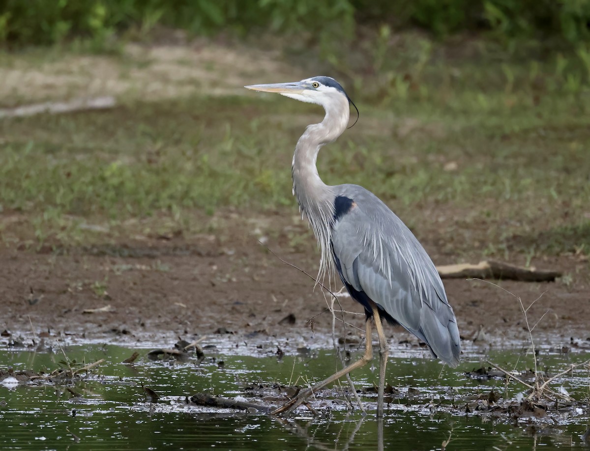 Great Blue Heron - ML578524401