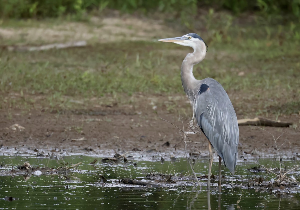 Garza Azulada - ML578524411