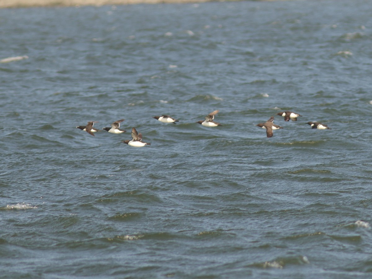 Common Murre - ML578524621