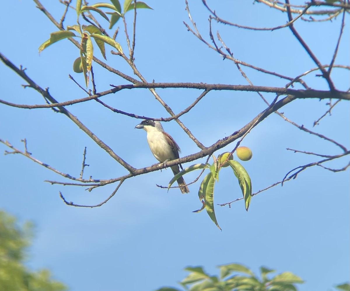 Tiger Shrike - ML578524851