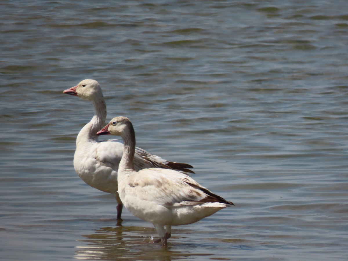 Snow Goose - ML578525331