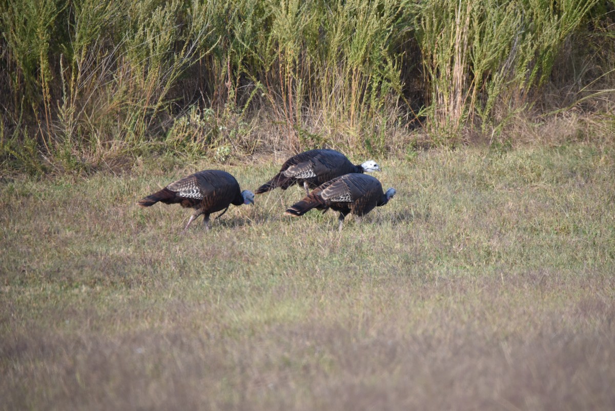 Guajolote Gallipavo - ML578525431