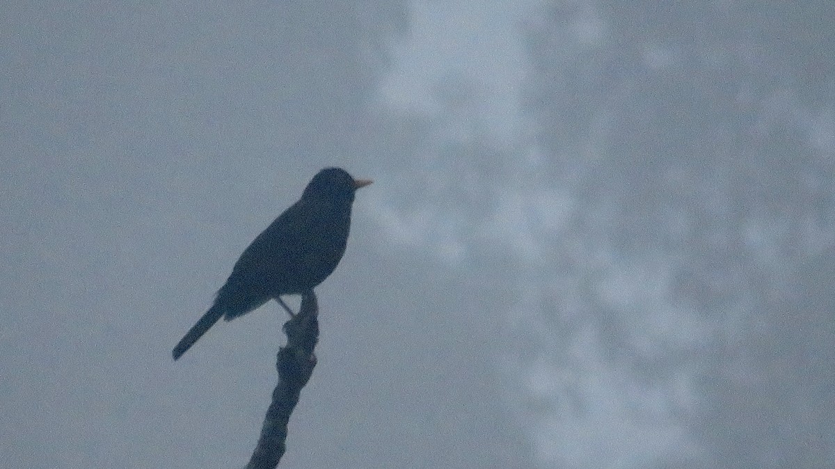 Black Thrush - ML578525481