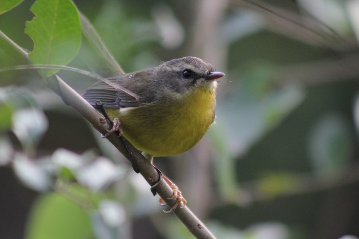 Golden-crowned Warbler - ML578525761