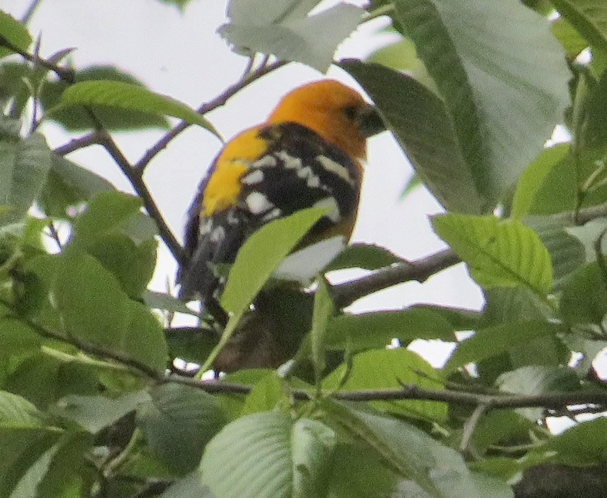 Picogrueso Amarillo (aurantiacus) - ML578525891