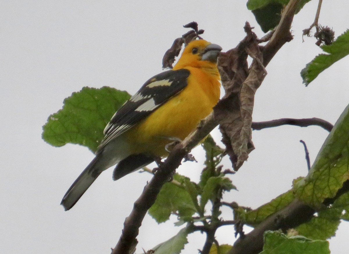 Picogrueso Amarillo (aurantiacus) - ML578525911