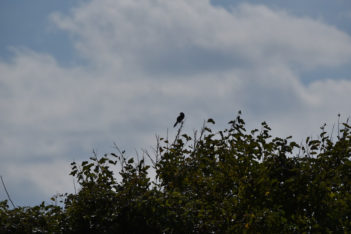 Northern Mockingbird - Joseph Mittura