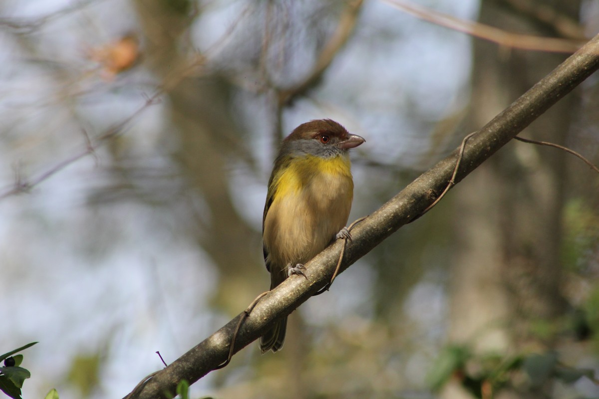 Rufous-browed Peppershrike - ML578526641