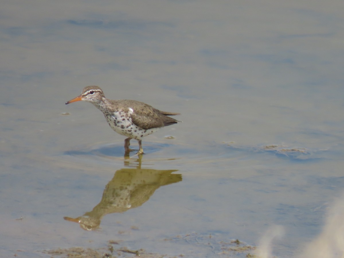 Spotted Sandpiper - ML578526891