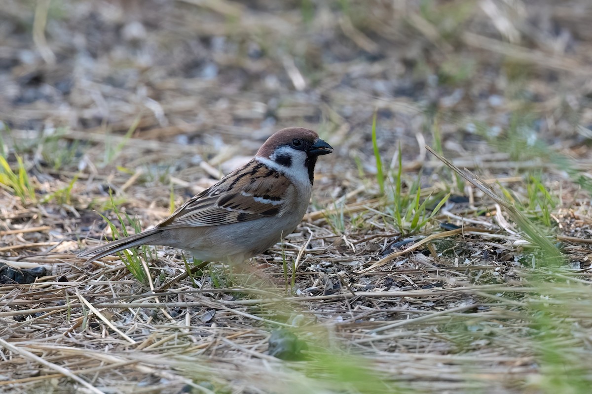 Eurasian Tree Sparrow - ML578527471