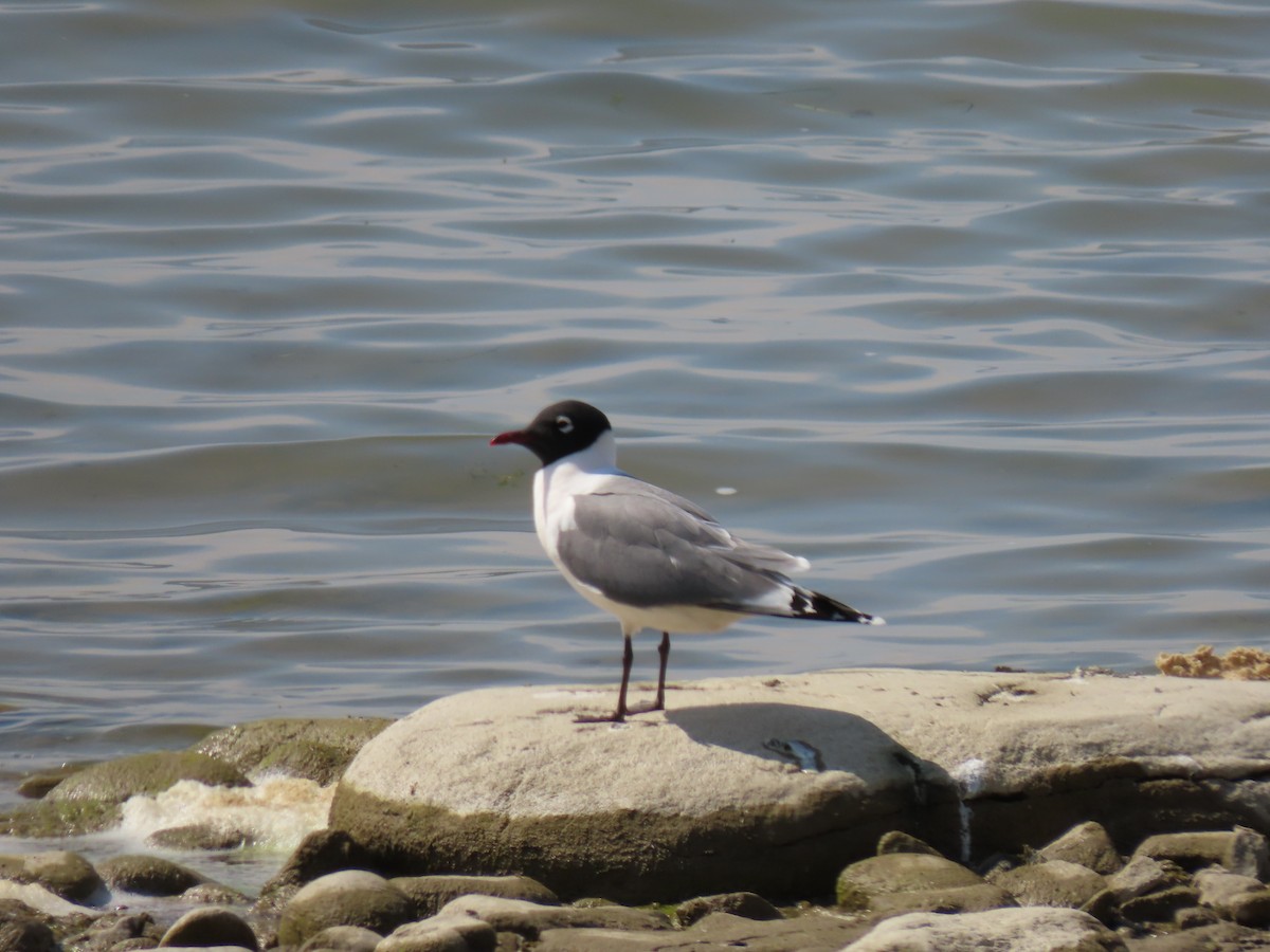 Franklin's Gull - ML578528711