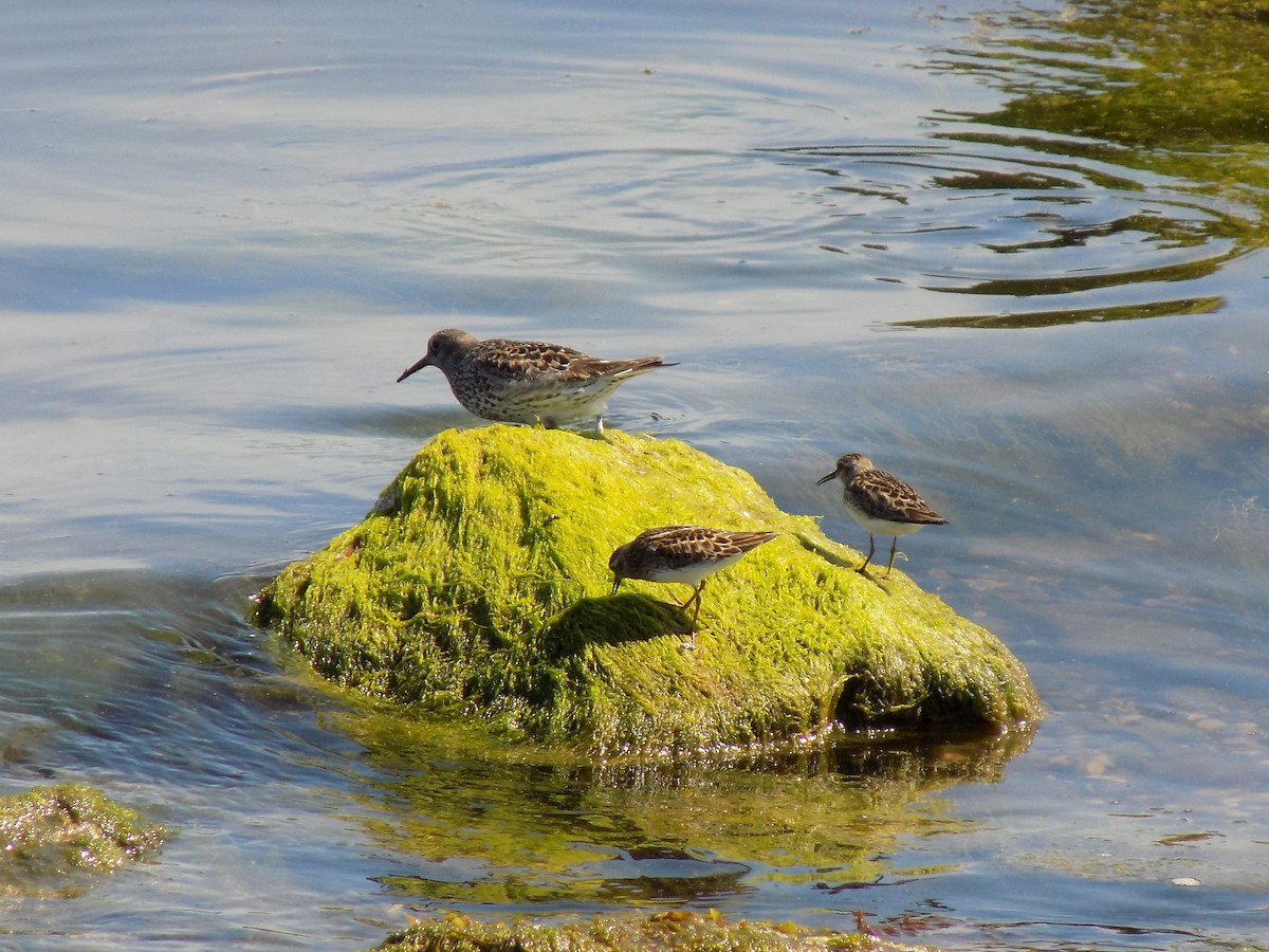 Least Sandpiper - ML578529371