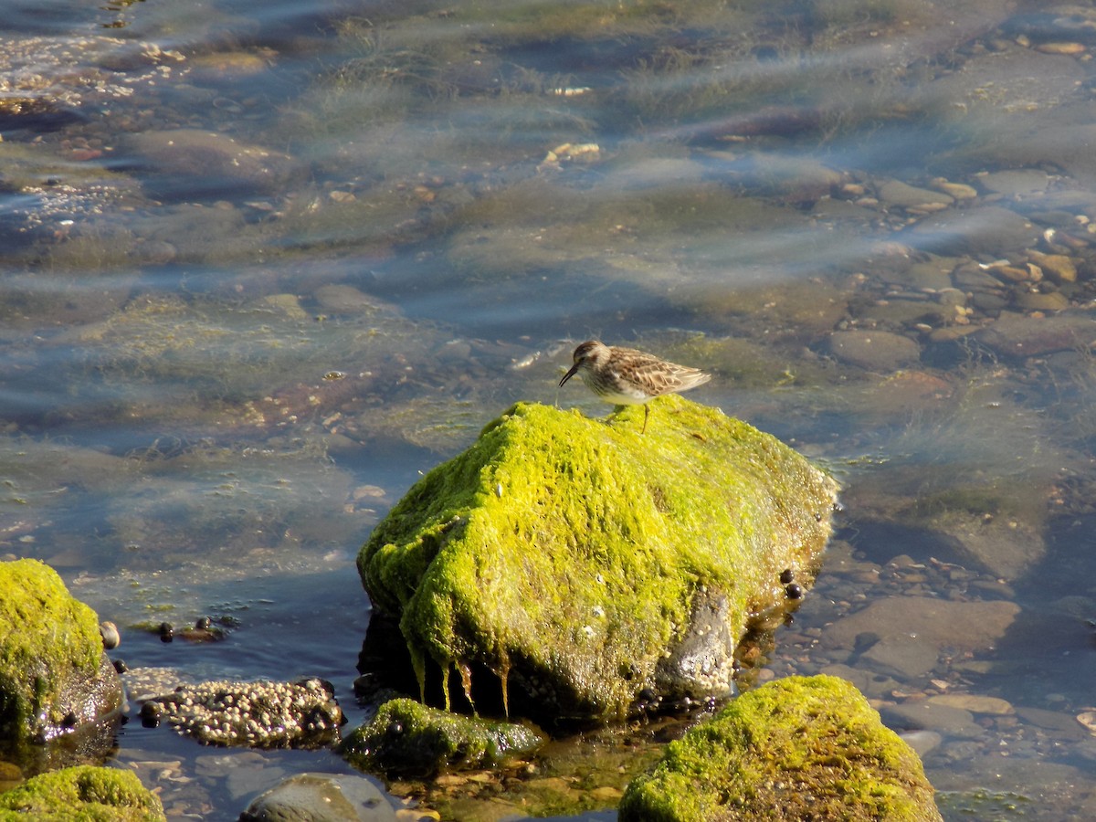 Least Sandpiper - ML578529561