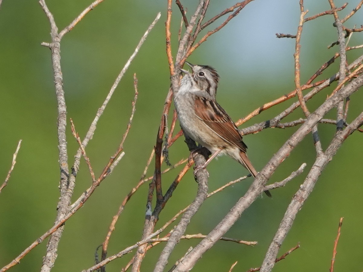 Swamp Sparrow - ML578529701