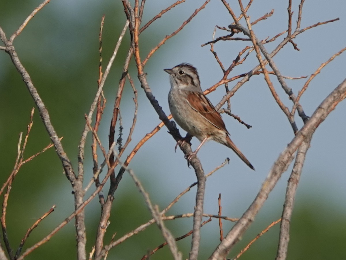 Swamp Sparrow - ML578529711