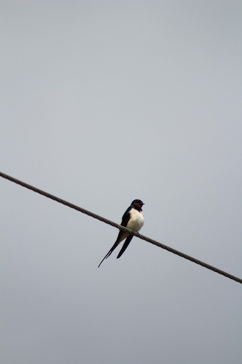 Barn Swallow - ML578529851