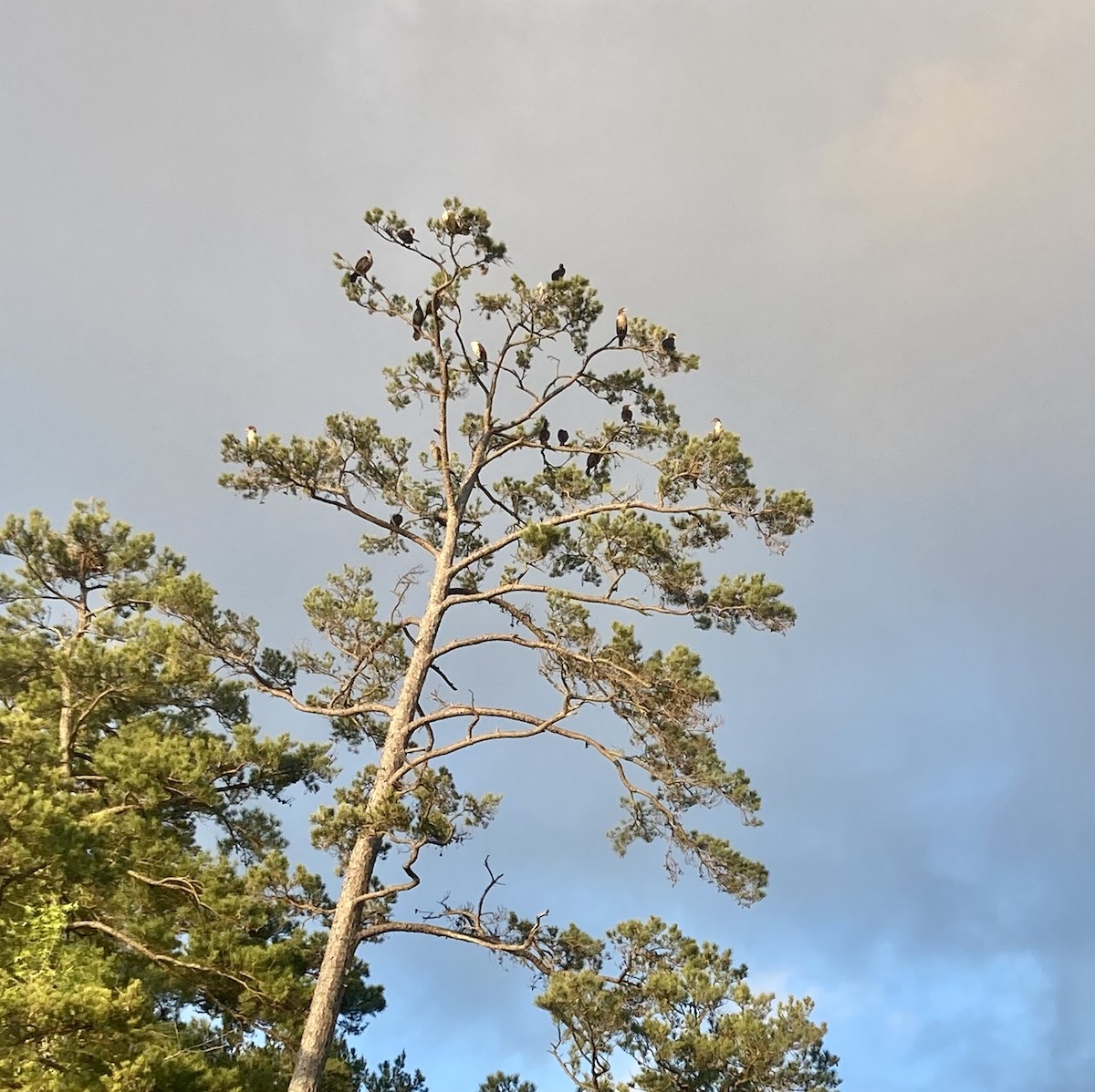 Double-crested Cormorant - ML578530431