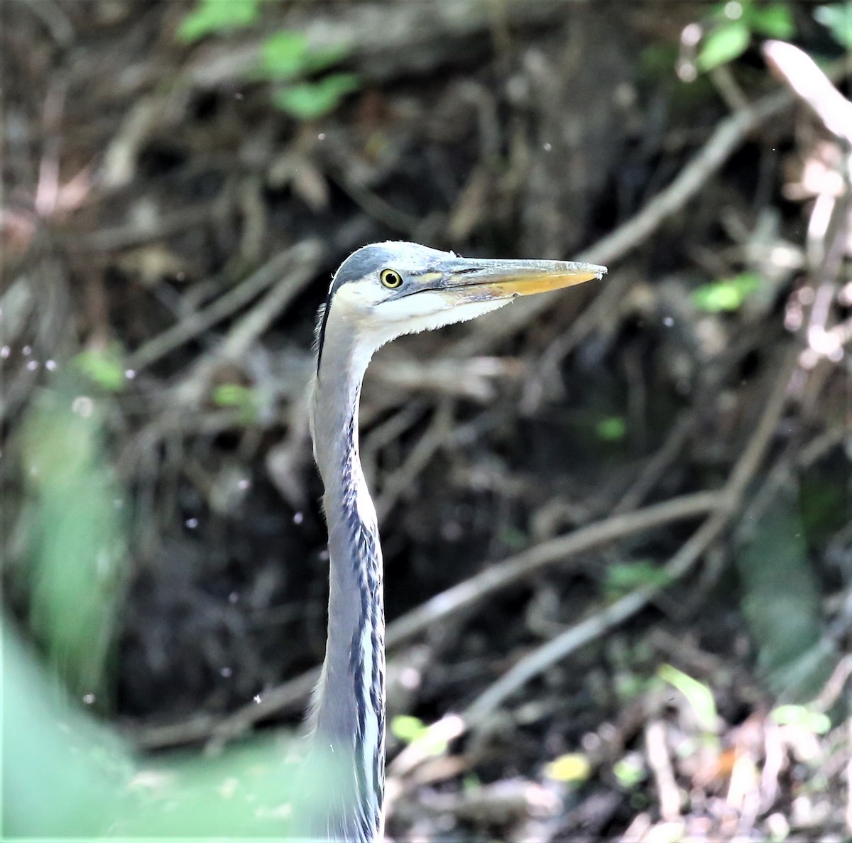 Great Blue Heron (Great Blue) - ML578531691