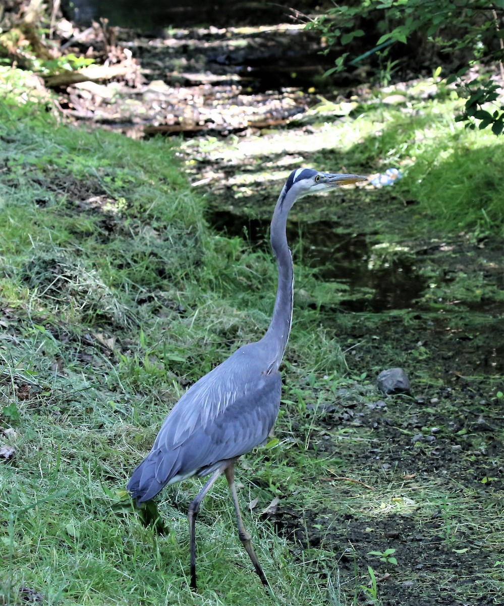 Great Blue Heron (Great Blue) - ML578531741