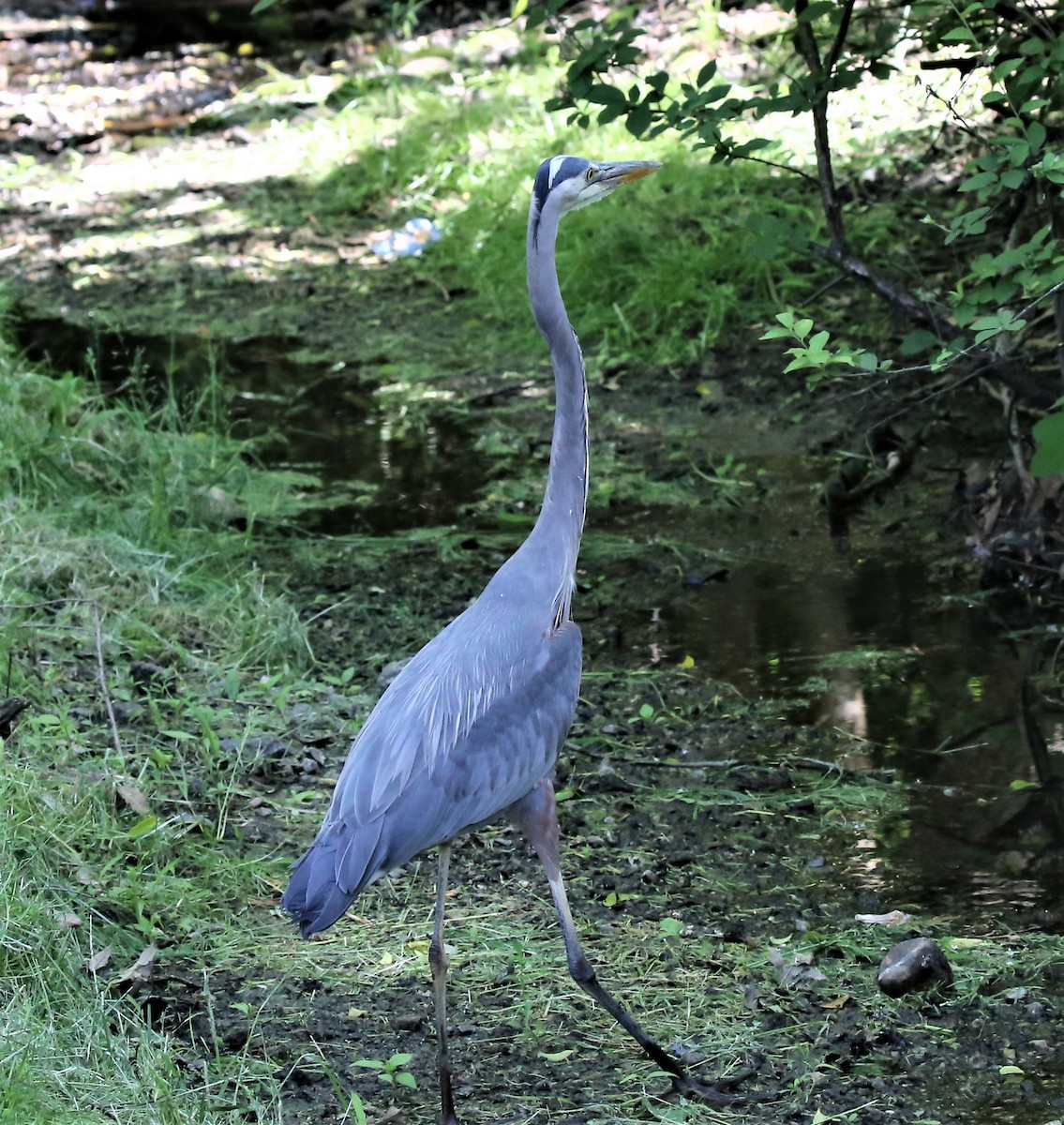 Great Blue Heron (Great Blue) - ML578531751