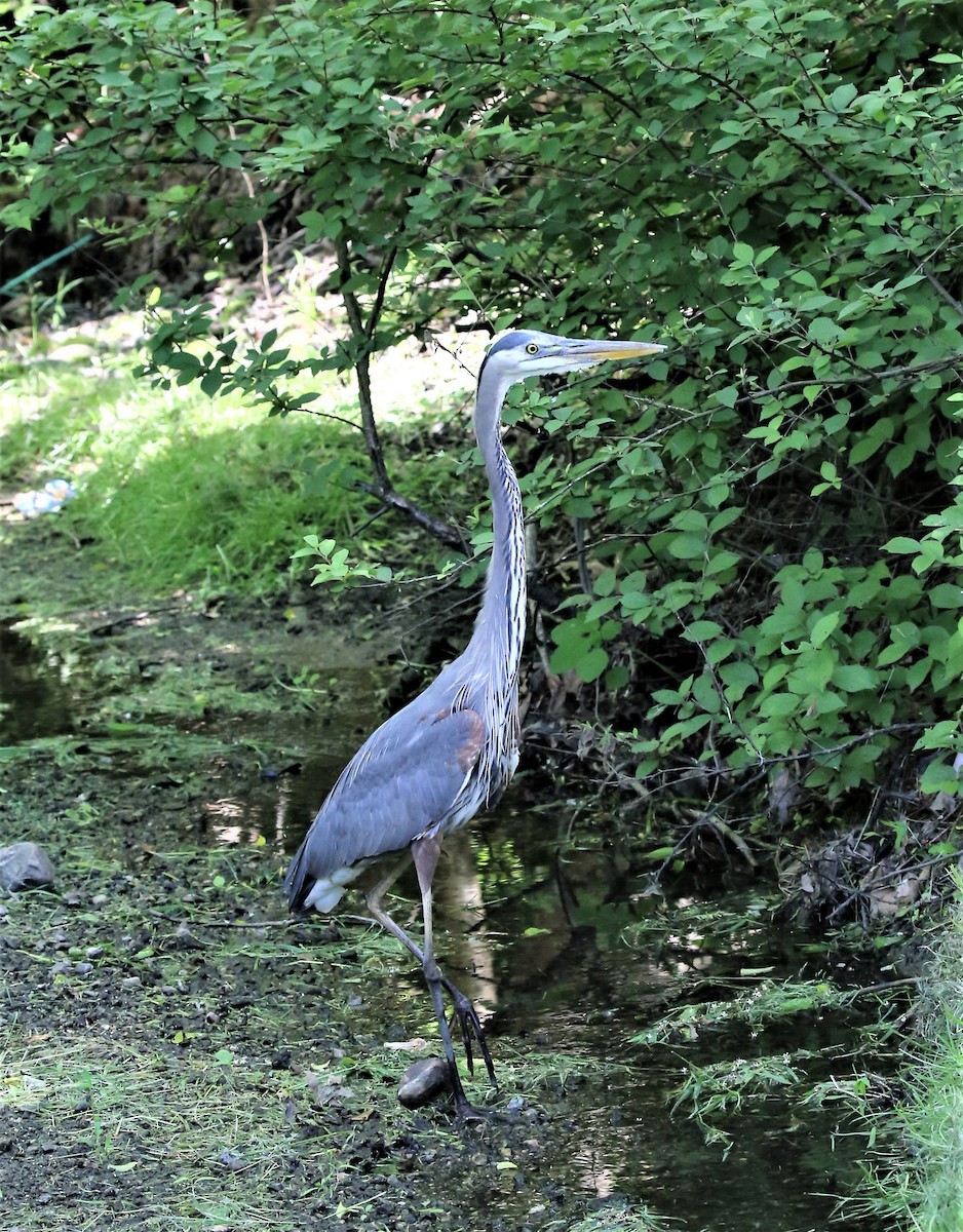 Great Blue Heron (Great Blue) - ML578531831