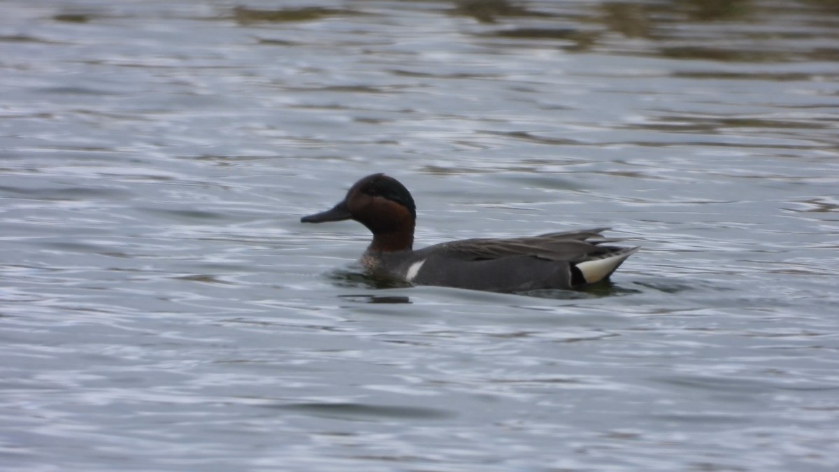 Green-winged Teal - ML578532701