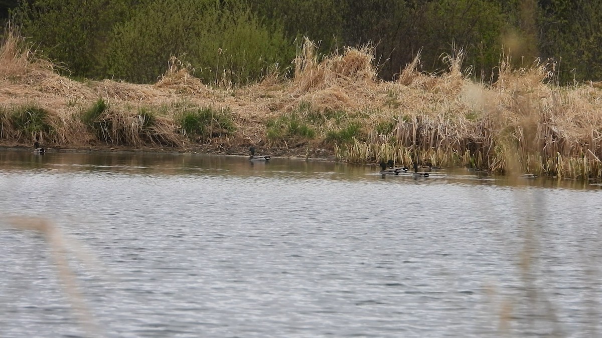 Canard colvert - ML578533201