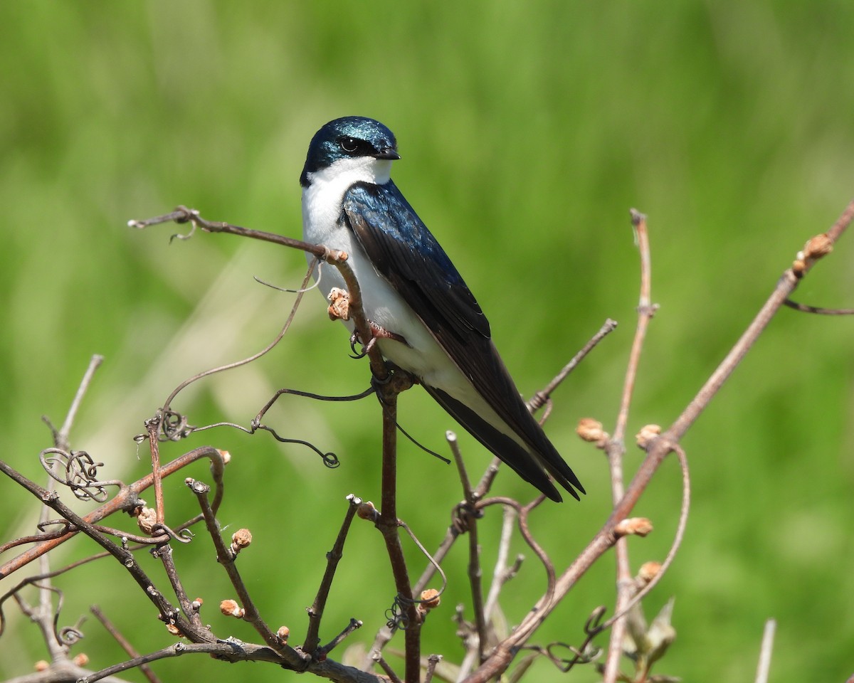 Tree Swallow - ML578534881