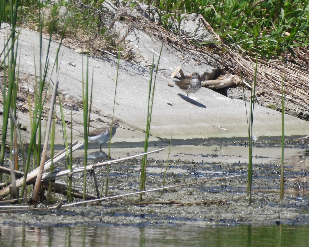 Spotted Sandpiper - ML578535021