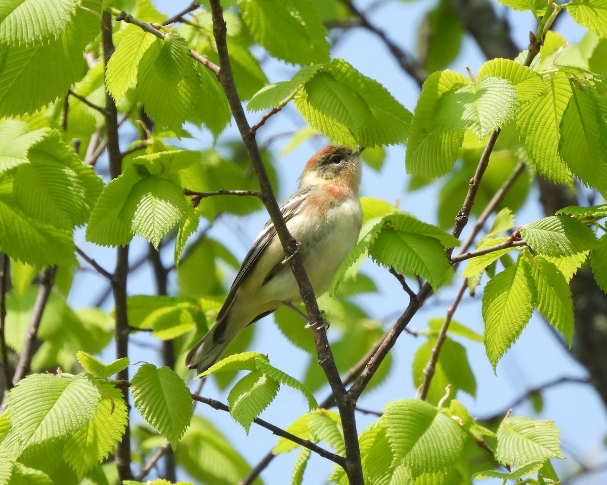 Bay-breasted Warbler - George and Tara Saab