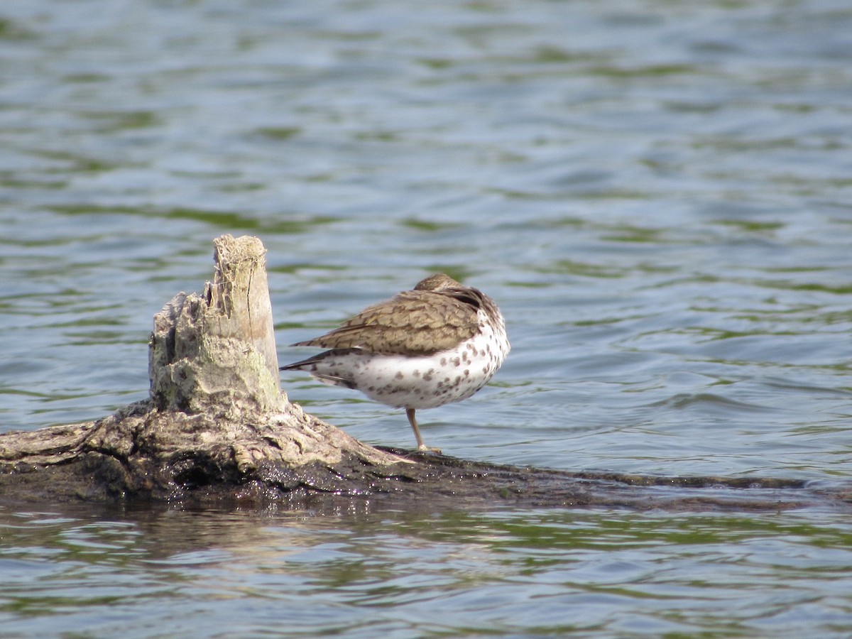 Spotted Sandpiper - ML578537041