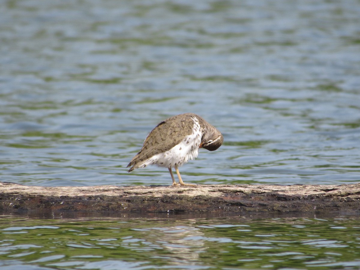 Spotted Sandpiper - ML578537051