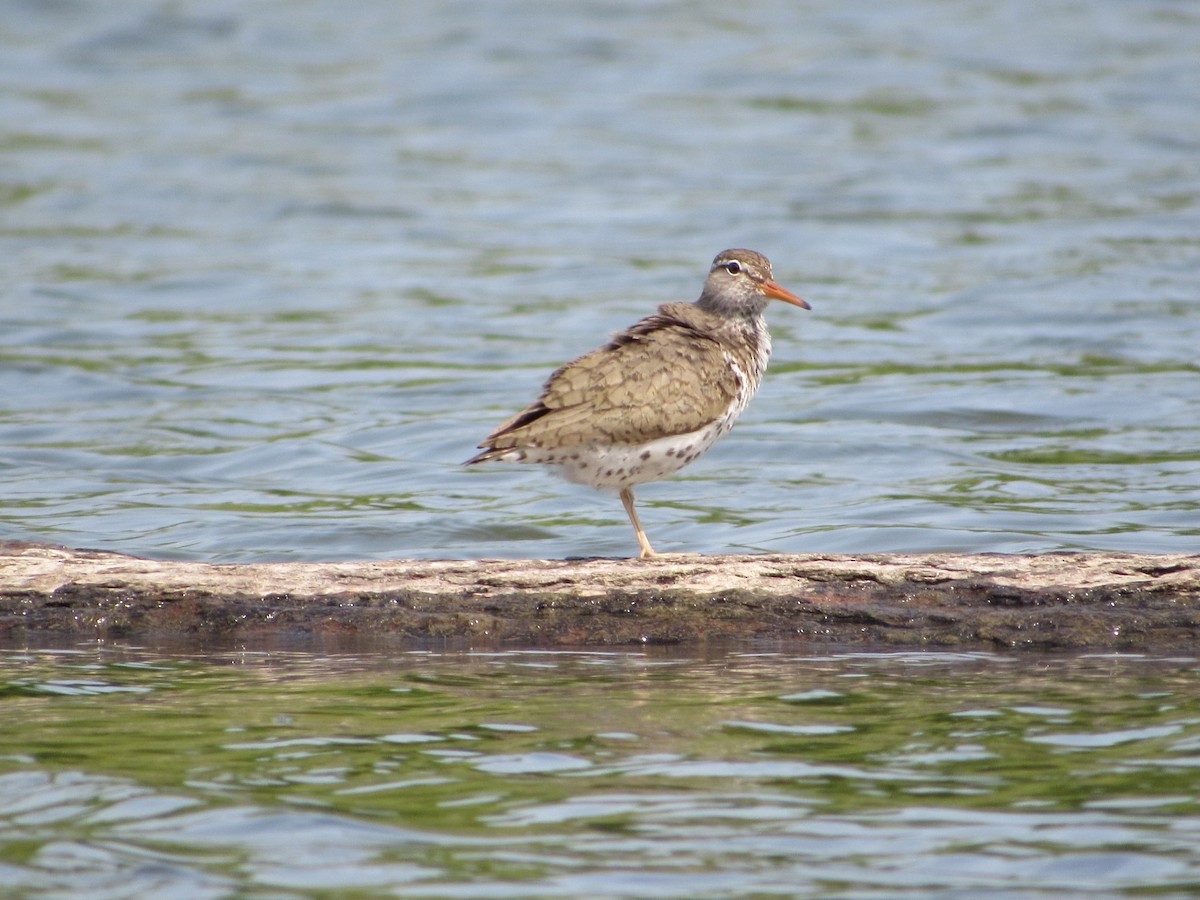 Spotted Sandpiper - ML578537081