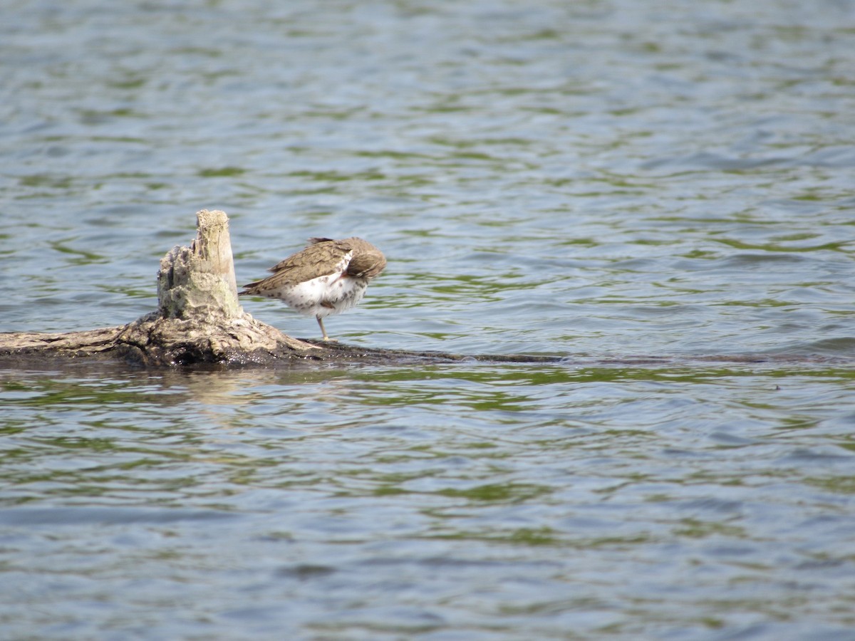 Spotted Sandpiper - ML578537121