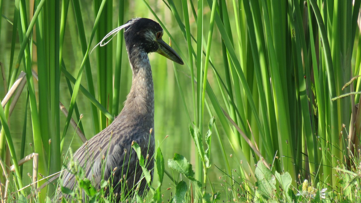 Yellow-crowned Night Heron - ML57854041