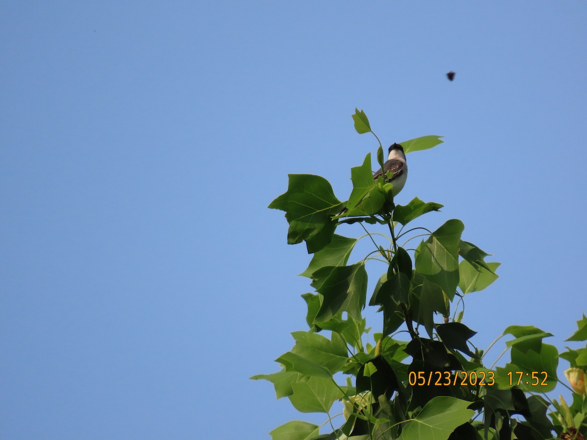 Eastern Kingbird - ML578541011