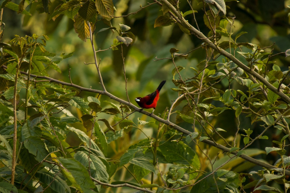 Crimson-backed Tanager - ML578541471