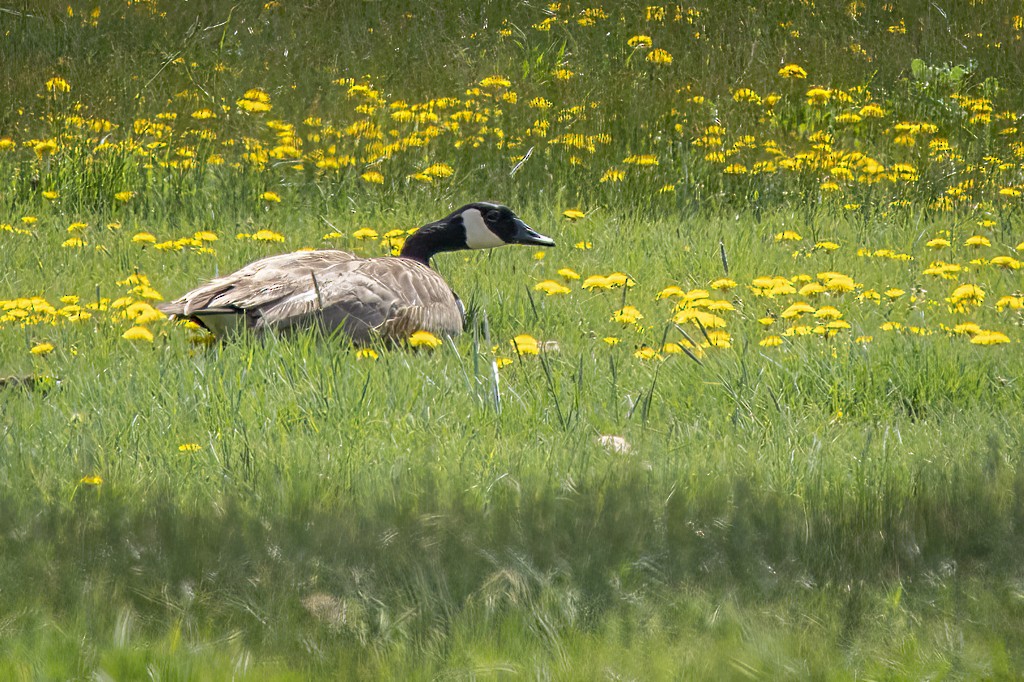 Canada Goose - ML578541481