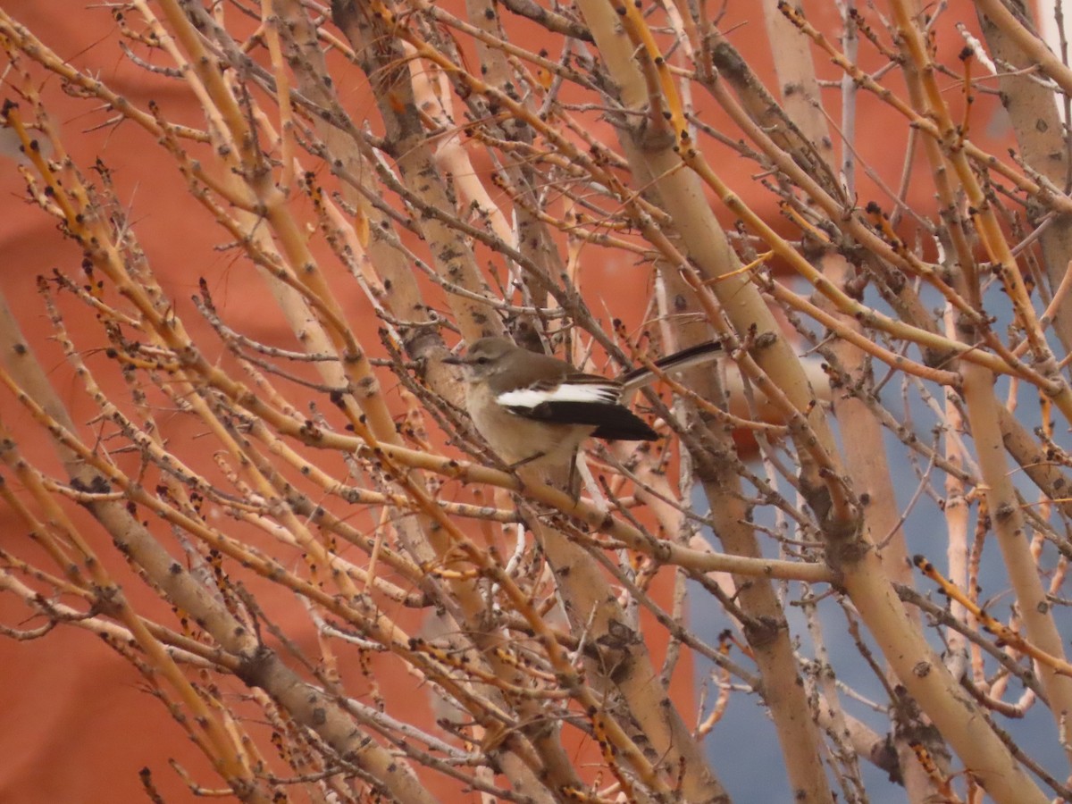 White-banded Mockingbird - ML578541961