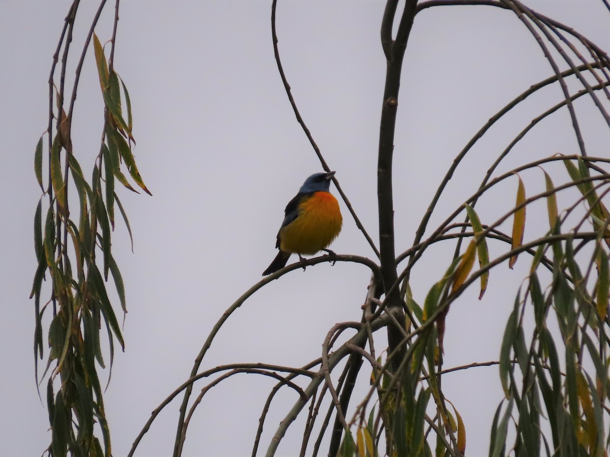 Blue-and-yellow Tanager - Pierre Pitte