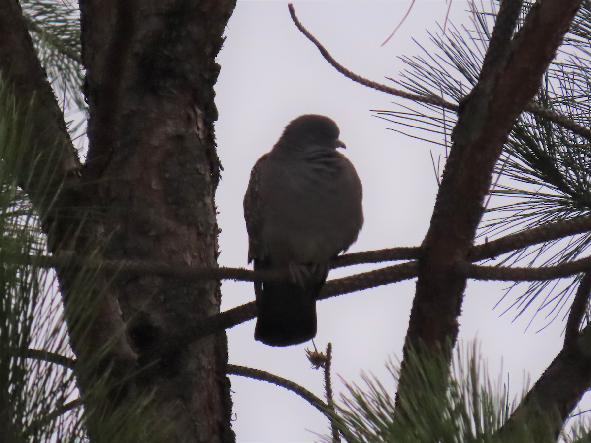 Pigeon tigré - ML578542331