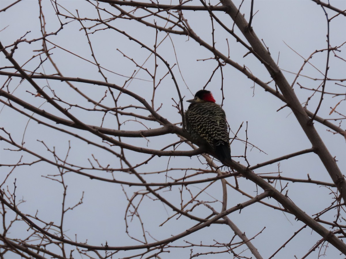 Green-barred Woodpecker - Pierre Pitte