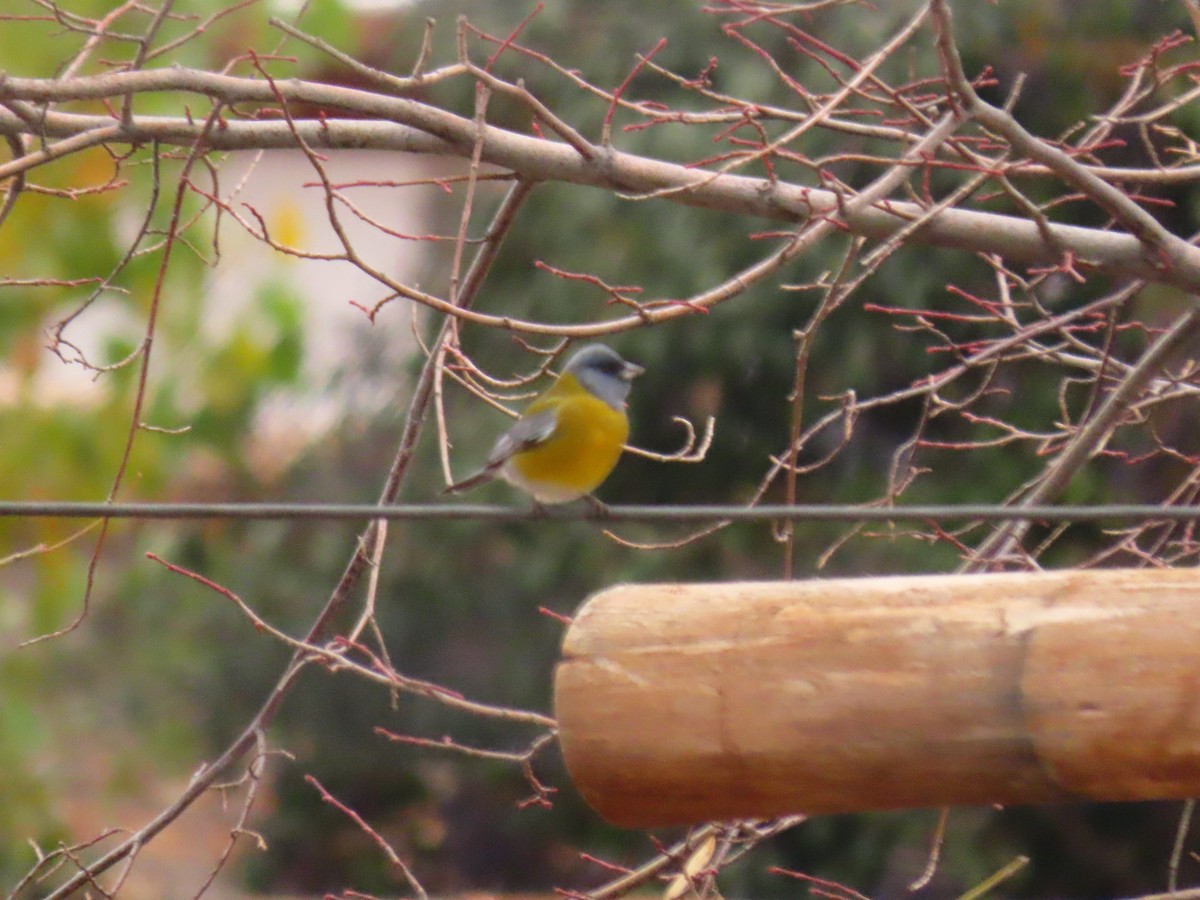 Gray-hooded Sierra Finch - Pierre Pitte